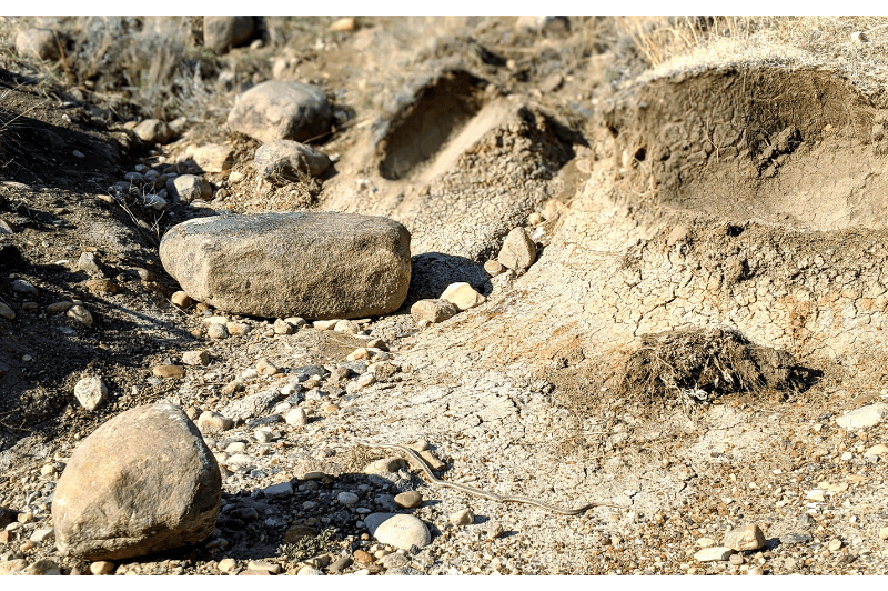 A small garter snake camouflaged in Horsethief Canyon