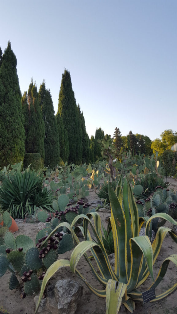A large garden of cacti surrounded by tall cedars at Balchik Palace in Bulgaria.