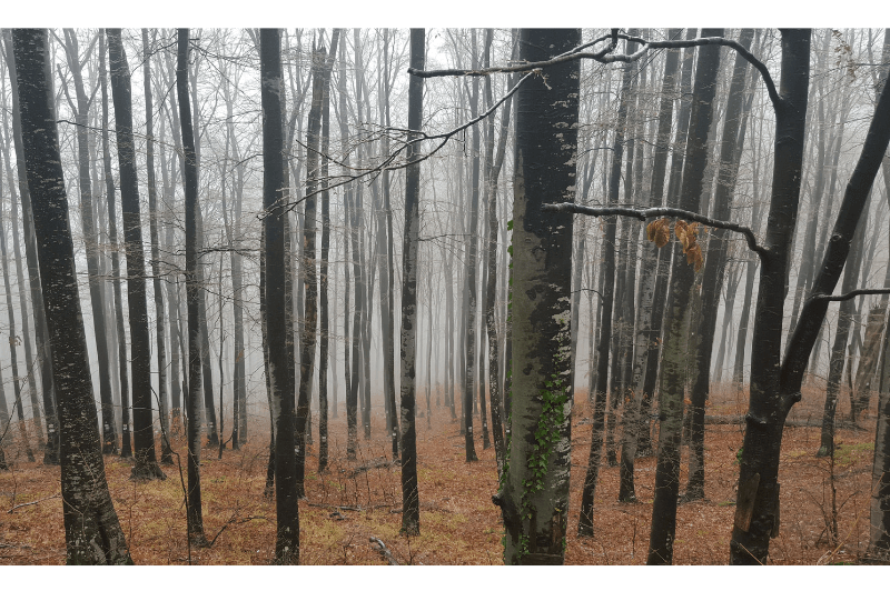 A misty forest in Bulgaria. Orange leaves are thick on the ground between the dark trees.
