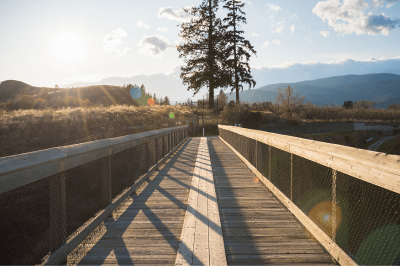 A wooden hiking bridge stretches across towards a marshy area with two large trees directly ahead.