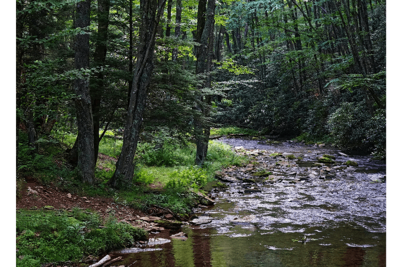 A stream trickles through a forest in West Virginia