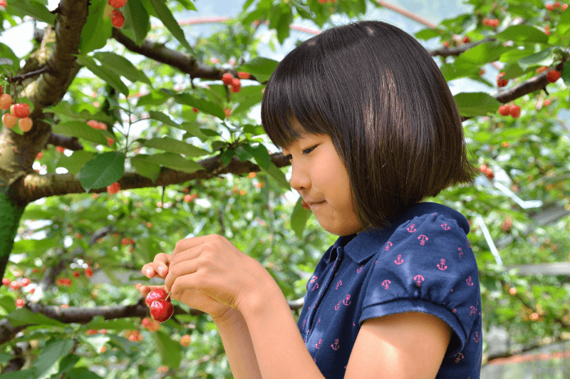 A young girl looks down at some cherries as she stands in front of a cherry tree