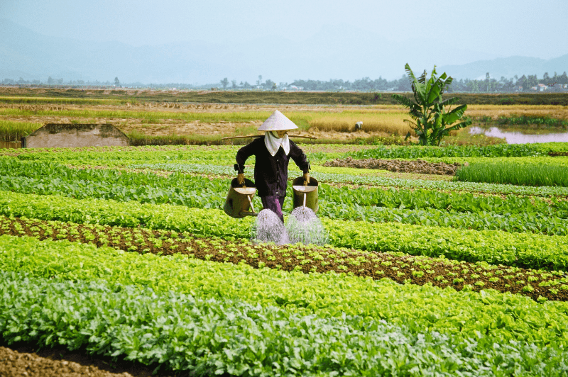 A woman wearing a traditional peaked Vietnamese hat walks through the rows on a farm carrying two watering cans and watering the plants
