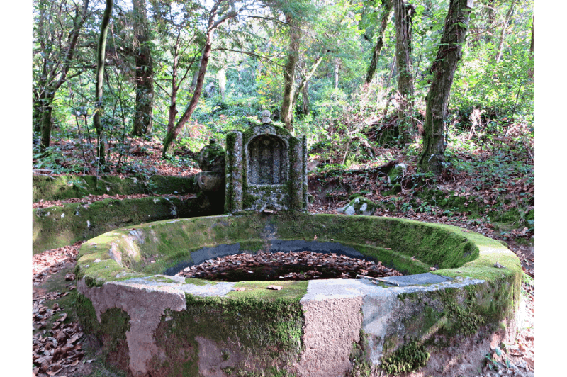 A pink stone pond covered in moss in the woods of Sintra Portugal