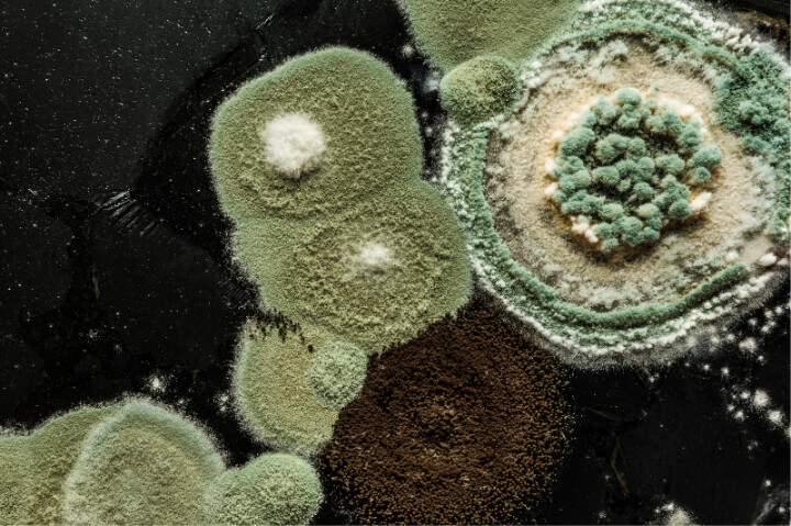 A picture of penicillin mold blooms from above. Green fluffy mold on a dark brown background.