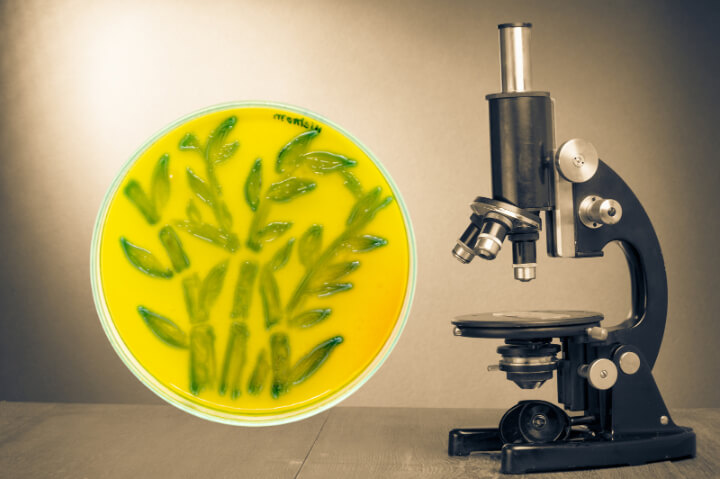A sepia picture of a vintage microscope  like Stamen Grigorov may have had with a slide of bacteria in the foreground, where the yogurt bacteria has grown in a vine pattern: green on yellow.