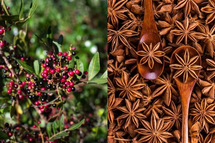 Greek mastika vs anise mastika - side by side pictures of a mastic tree with berries, and a pile of dried anise stars with two wooden spoons in them.