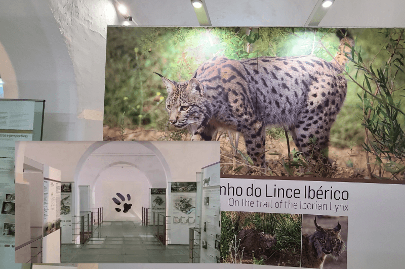 Iberian Lynx exhibit in the water storage facility inside Silves Castle