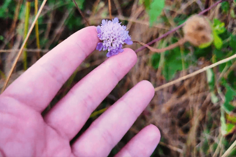 A hand gently holds a light purple scabiosa or pincushion flower in a field outside Kulen Vakuf on the way to Ostravica Castle