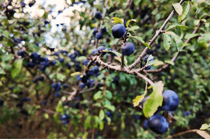 Blackthorn berries on the hike to Ostravica Castle near Kulen Vakuf in Una National Park.