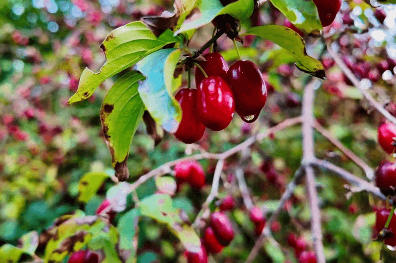 A cluster of dogwood berries or cornelian cherries on the hike to Ostravica Castle.