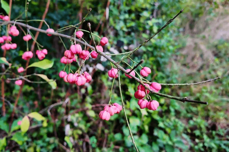 Interesting pink berries on a European spindle plant, found on the hike to ostravica castle.