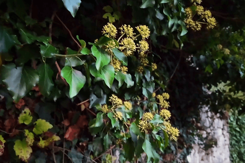 Hedera or English Ive grows over a wall at Ostravica Castle with waxy green leaves and yellow flowers.
