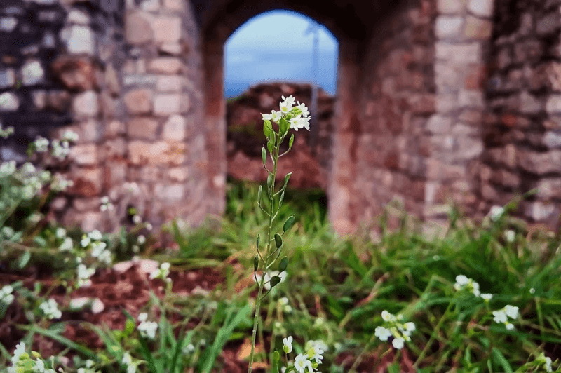 A small white flower in front of an arched doorway through a stone wall at Ostravica Fortress.